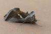 Macdunnoughia confusa